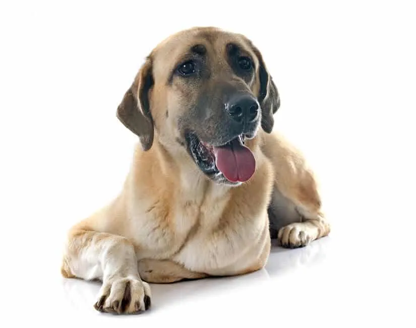 Anatolischer Hirtenhund Kangal