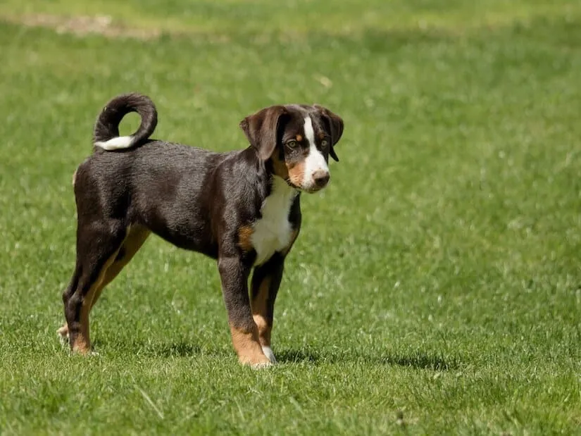 Appenzeller Sennenhund Welpe auf dem Rasen
