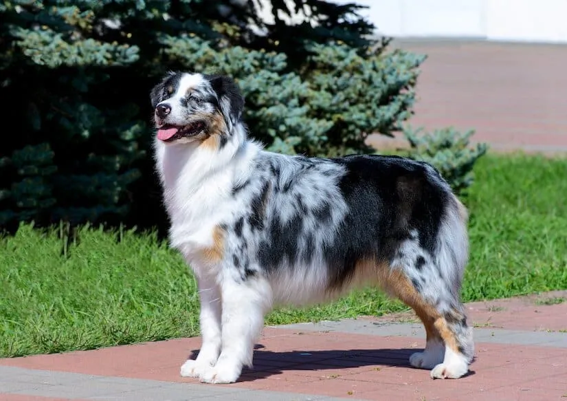Ausgewachsener Australian Shepherd im Profil