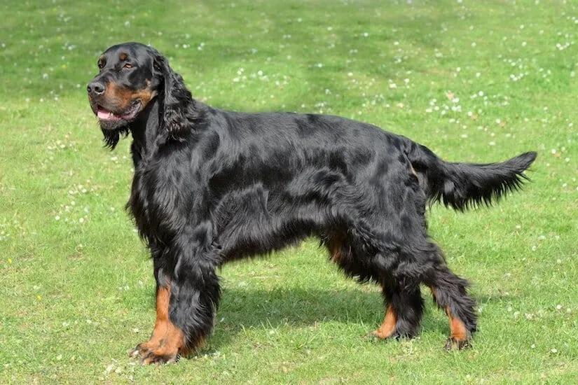 Ausgewachsener Gordon Setter