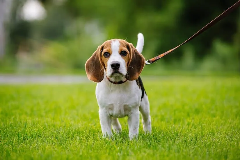 Beagle Welpen