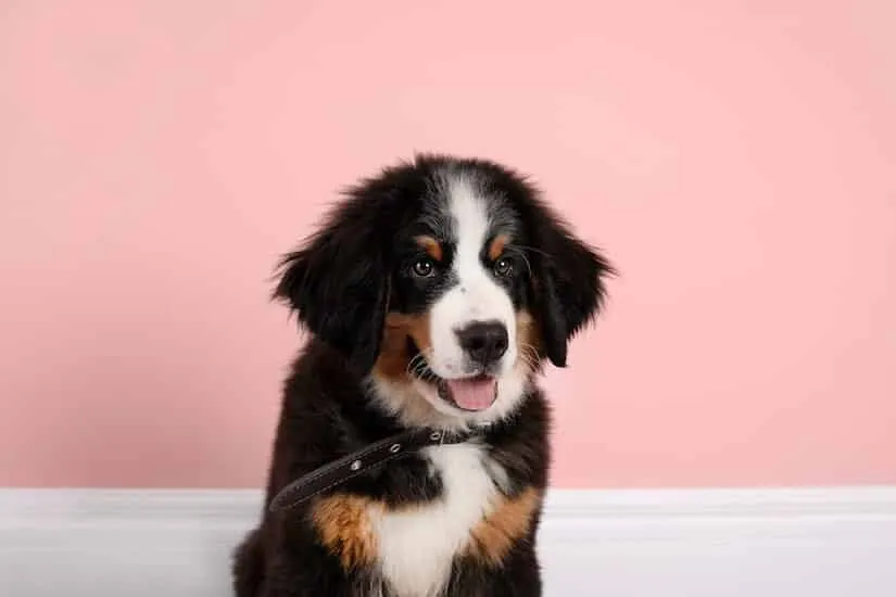 Bernersennenhund Welpen