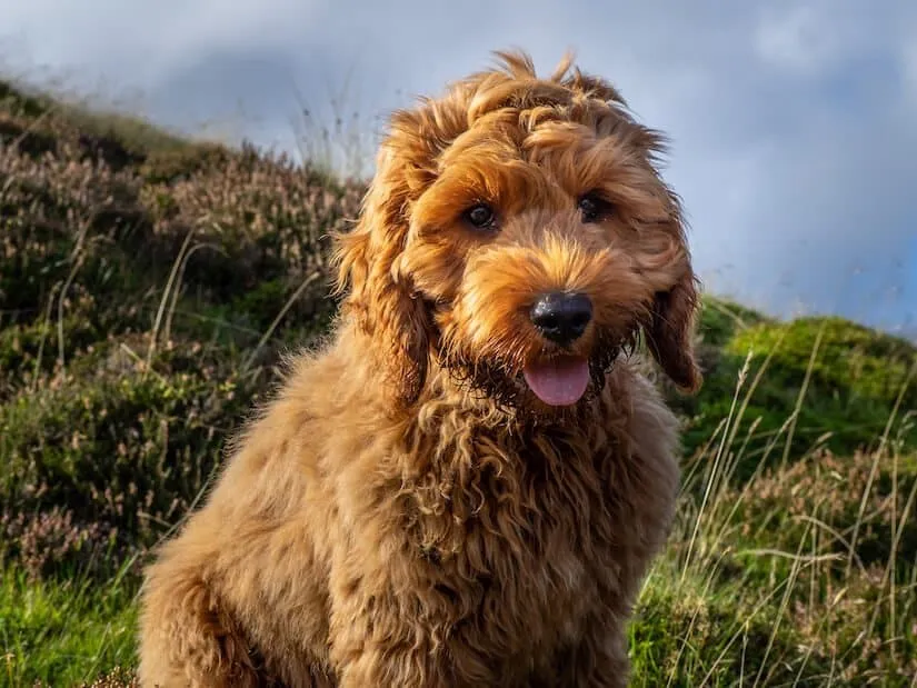 Cockapoo Welpen