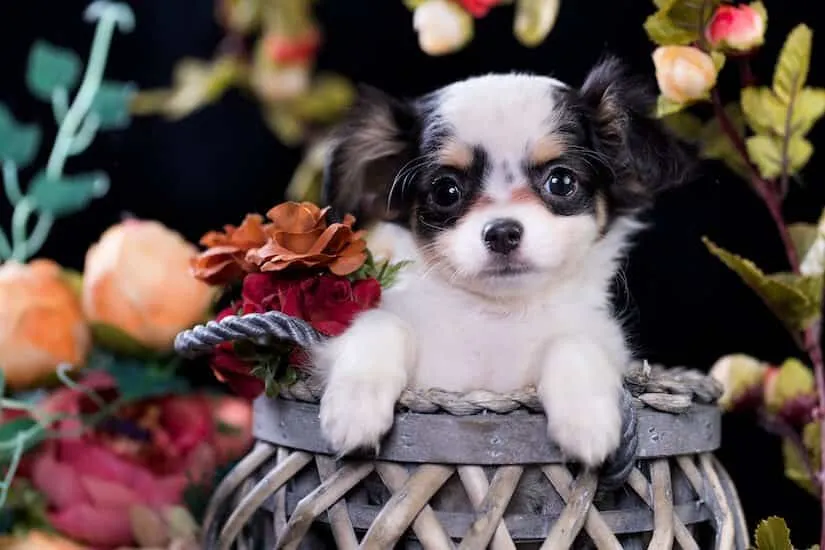 Chihuahua Welpen