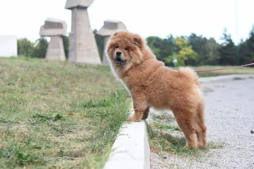 Chow Chow Welpe an der Leine beim Spaziergang