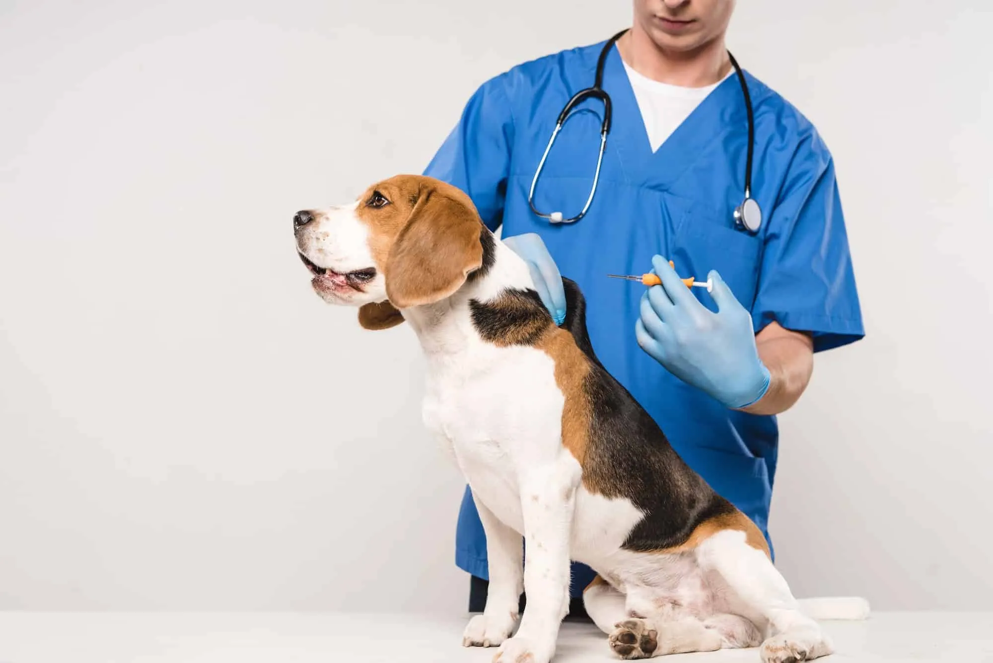 Tierarztkosten, die Hundehalter überraschen