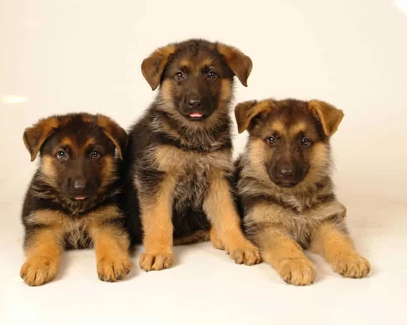 Deutsche Schäferhund Welpen