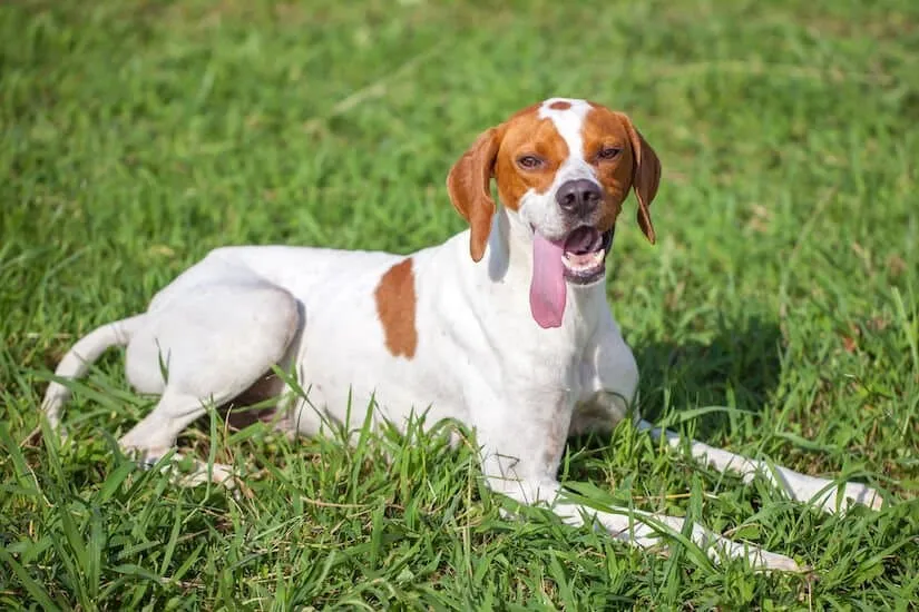 English Pointer Welpe auf dem Rasen mit herausgetreckter Zunge