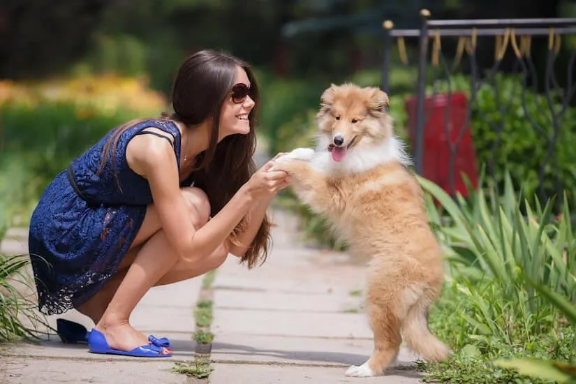 Frau spielt mit einem Langhaar Collie Welpen