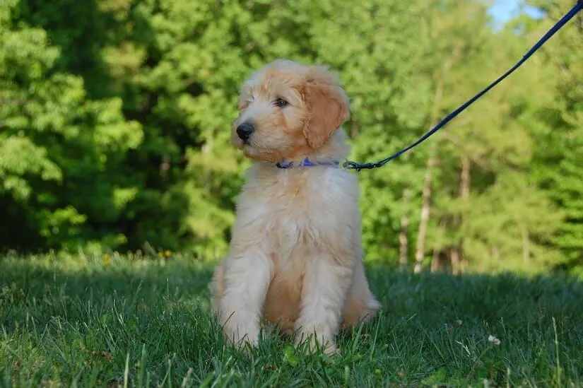 Goldendoodle Welpen