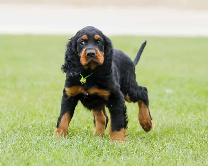 Gordon Setter Welpen