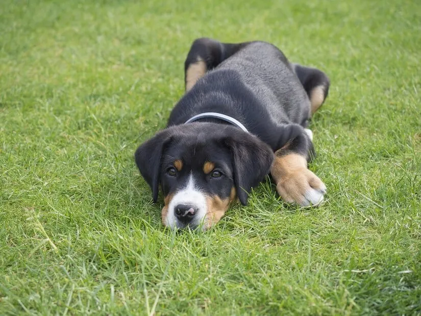 Großer Schweizer Sennenhund Welpe mit Halsband liegt auf dem Rasen