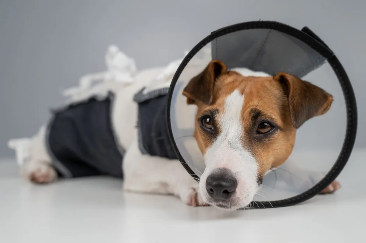 Jack Russell Terrier mit Halskragen und Body nach einer Operation