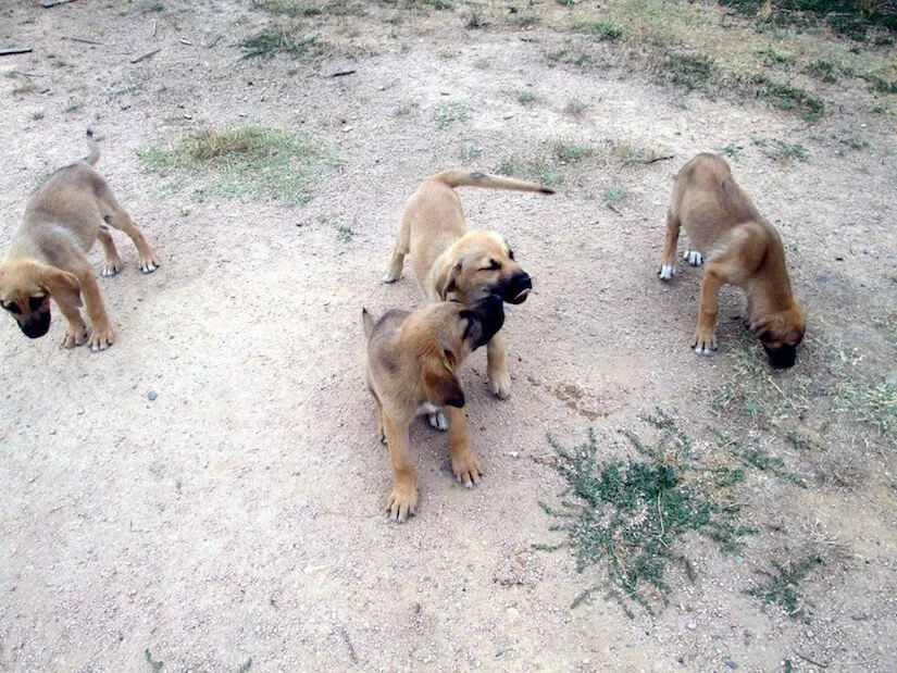 Kangal Welpen