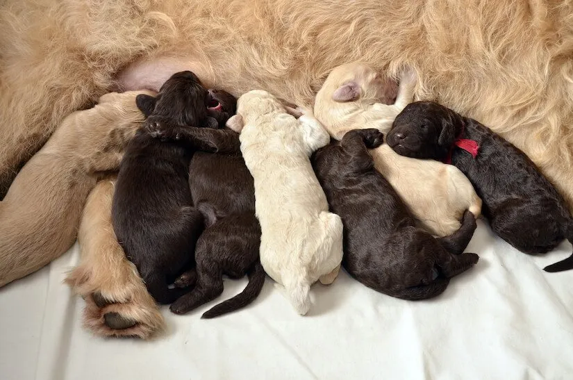 Labradoodle Welpen