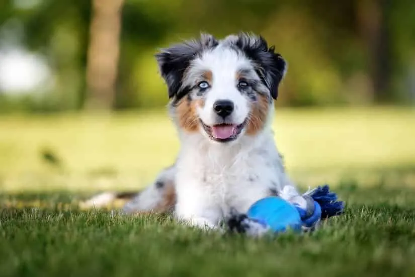 Mini Aussie Welpe auf dem Rasen mit Spielzeug