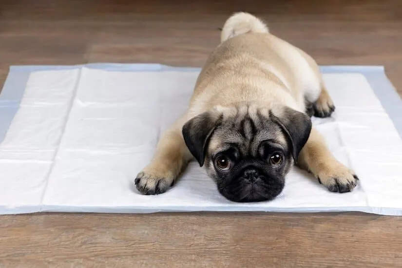 Mops auf einer Welpentoilette