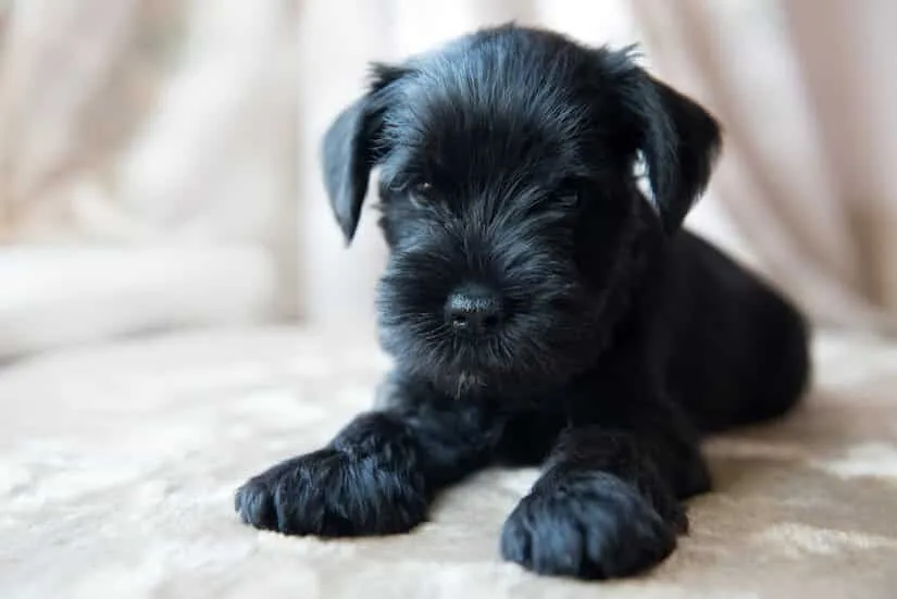 Zwergschnauzer Welpen