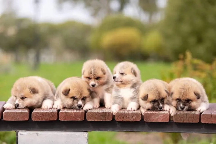 Sechs süße Akita Inu Welpen