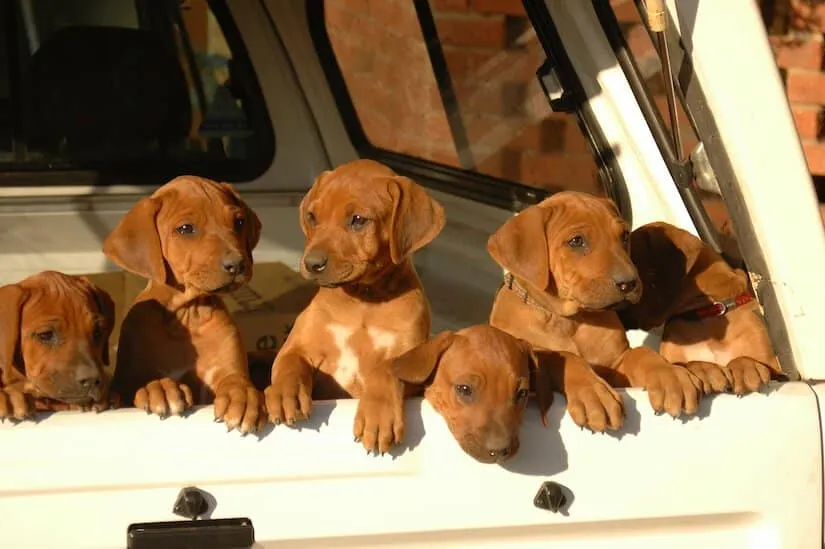 Rhodesian Ridgeback Welpen