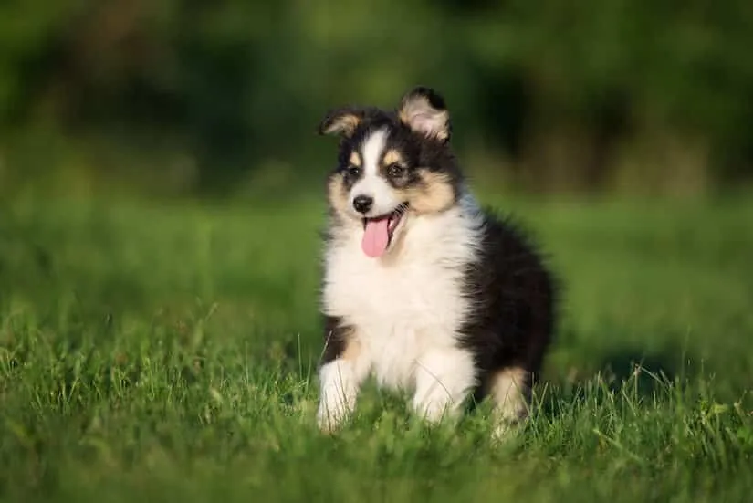 Sheltie Welpe auf dem Rasen