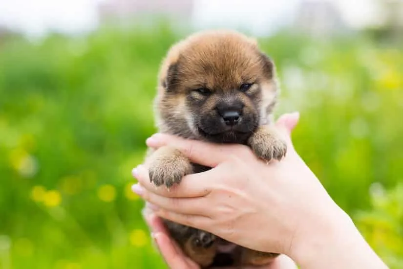 Shiba Inu Welpen