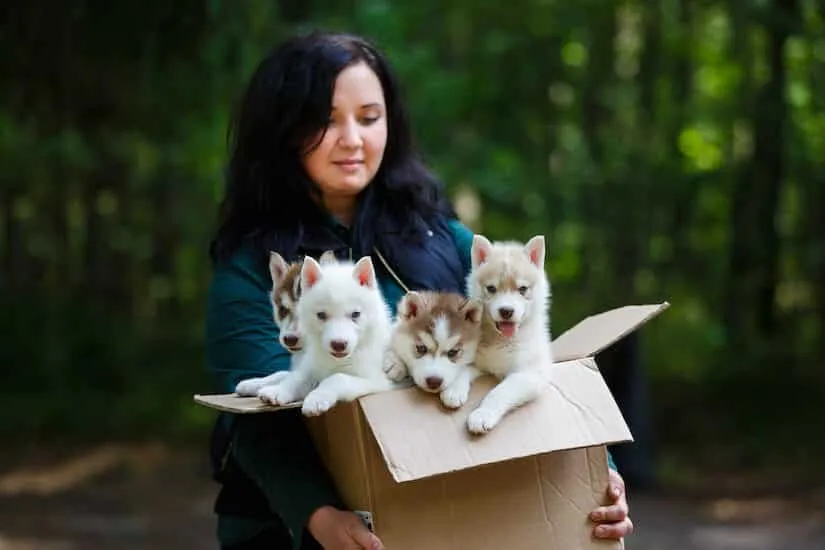 Hundewelpen kaufen – worauf achten