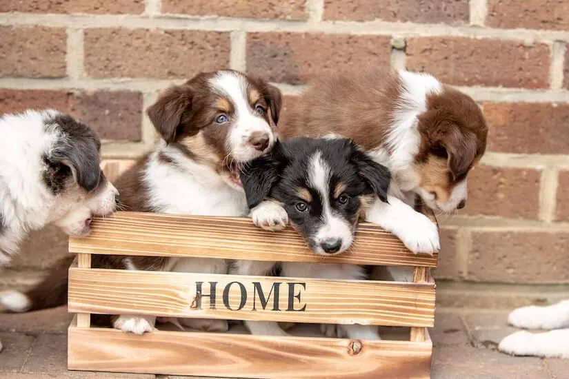 Border Collie Welpen
