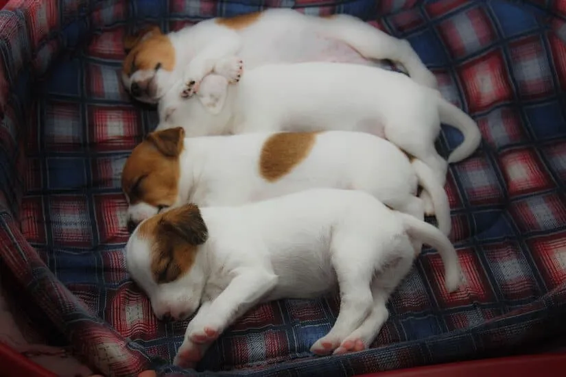 Vier kleine Parson Russell Terrier Welpen schlafen im Hundebett