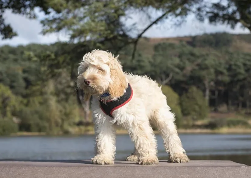 Weißer Cockapoo Junghund mit Hundegeschirr