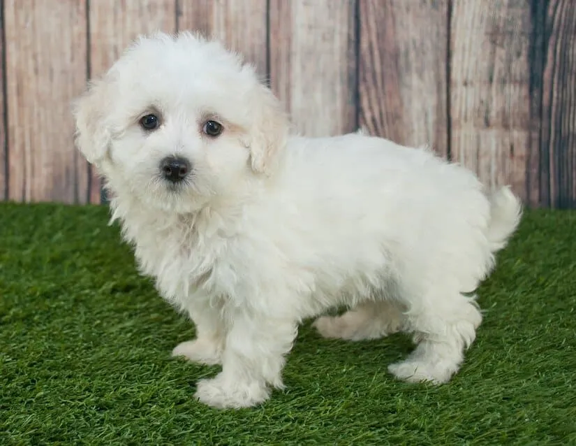 Maltipoo Welpen