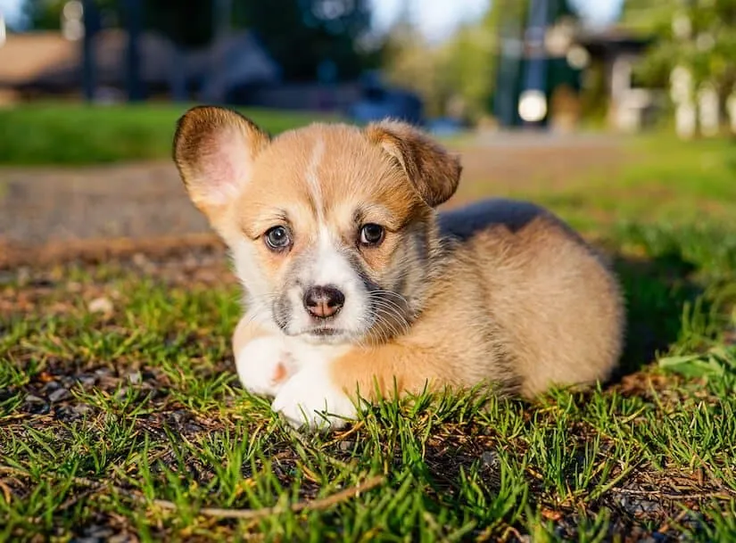 Welsh Corgi Pembroke Welpen