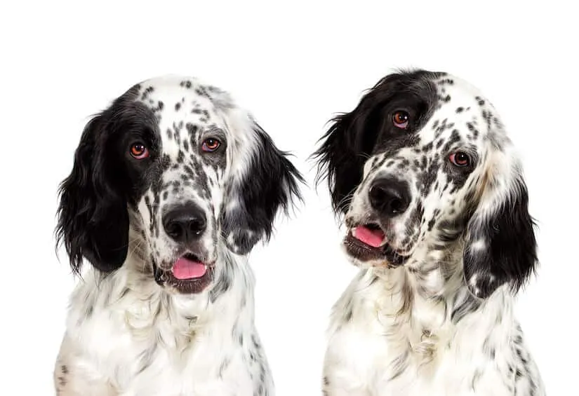 Zwei English Setter Junghunde gucken in die Kamera