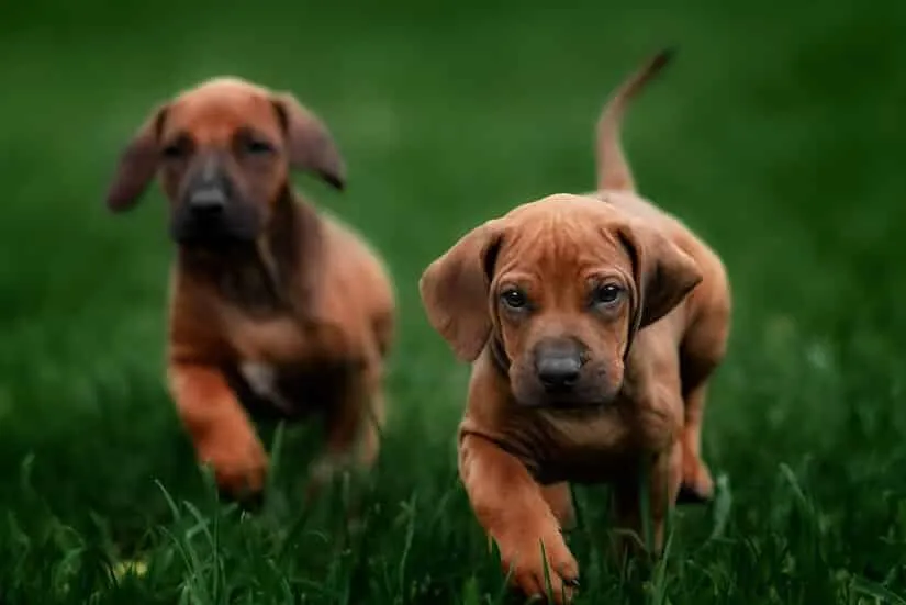 Zwei Rhodesian Ridgeback Welpen auf dem Rasen